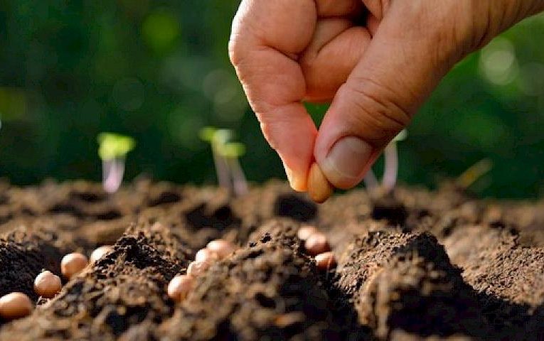 Жителі Ржищівської громади можуть безкоштовно отримати насіння овочів: хто саме