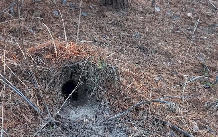 “Може орк хоче додому і траншеї риє”: нора невідомого звіра з’явилась поблизу домівок