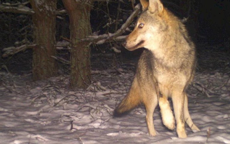 Фотопастка зафіксувала вовка: виникли загадки про тварину
