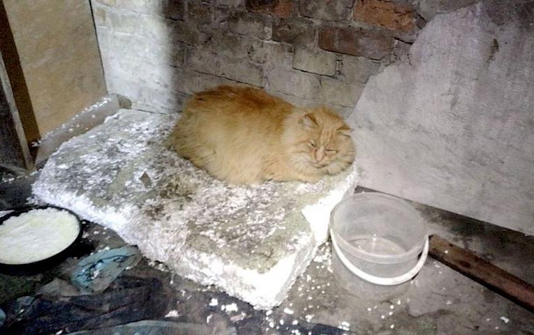 Безпритульного кота Рудика врятував безпритульний: щемлива історія