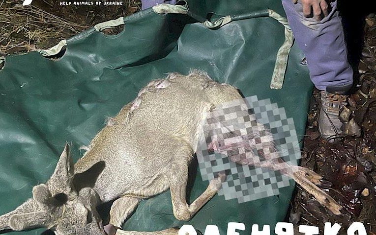 На Київщині знайшли тяжкопоранене дитинча оленя, на яке нападали собаки