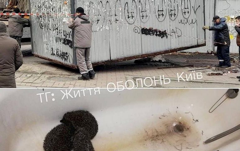 У Києві рятують їжаків, котрі зимували під МАФами