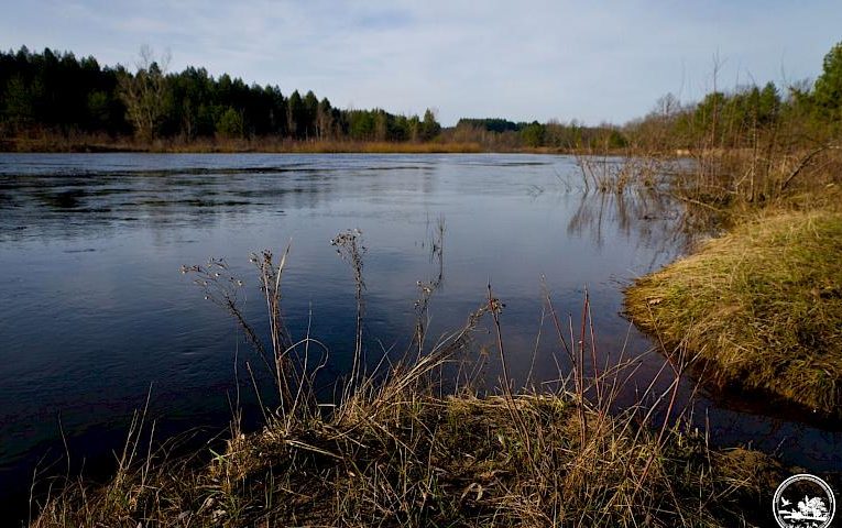 Весняна повінь прийшла до Чорнобиля: вода у Прип’яті продовжує прибувати