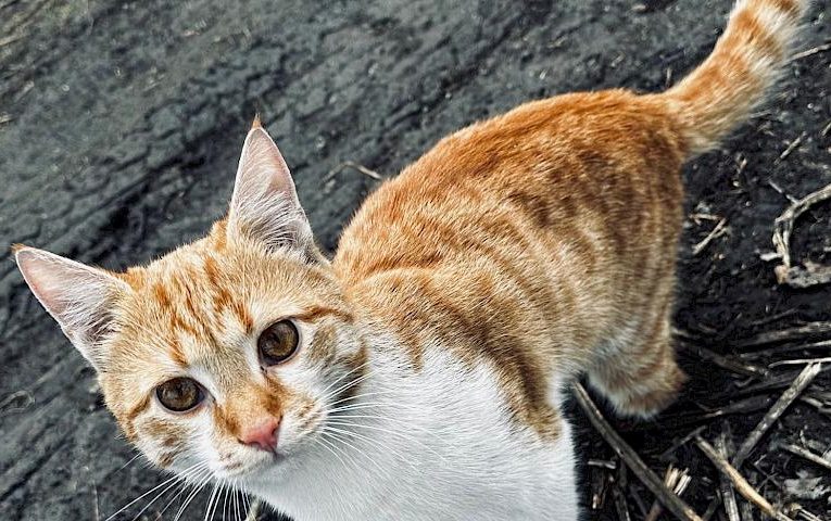 Бійці тероборони доглядають котика, якому відірвало лапку уламком снаряду