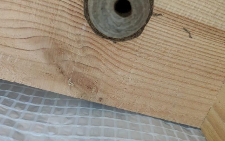 Невідоме гніздо у будинку: природня декорація чи прихована небезпека