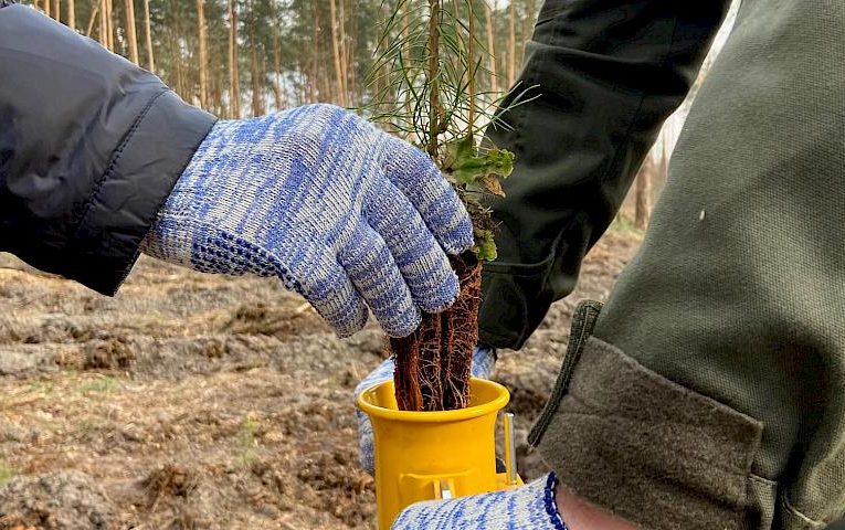 200 млн. дерев планують посадити лісівники України
