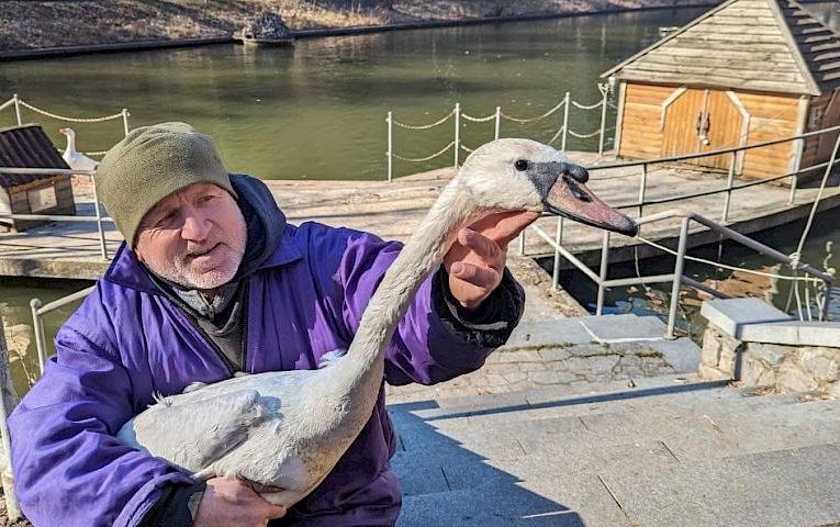 Степан чи Степанида: секрет лебедя, котрого евакуювали із Авдіївки