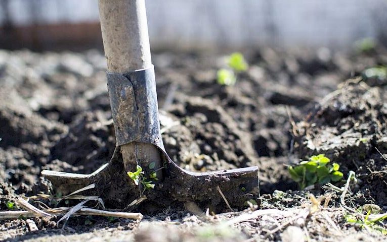 Які роботи можна розпочинати в саду у березні
