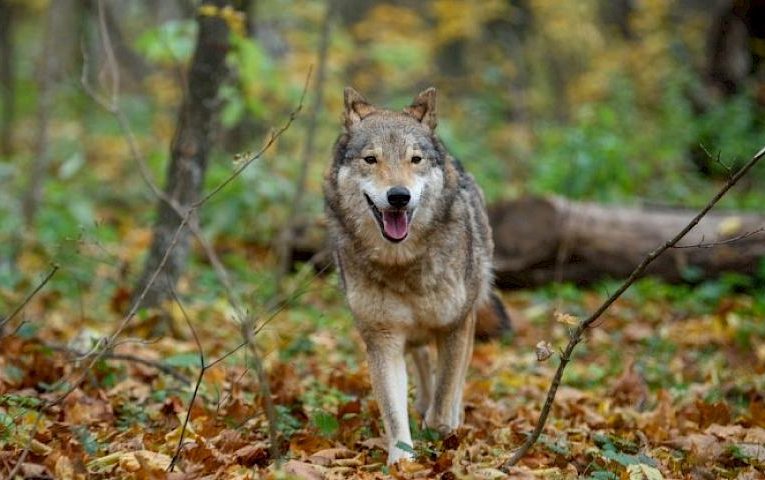 В Київській області створять перший в Україні вовчий заказник