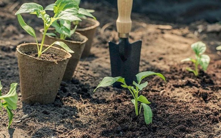 Висіваємо весну: перші березневі кроки в садових роботах