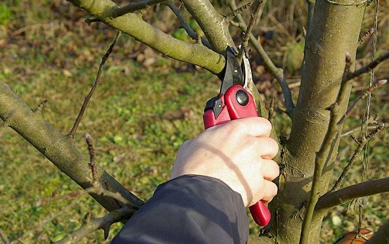 Березень: пробудження саду під майстерним лезом секатора