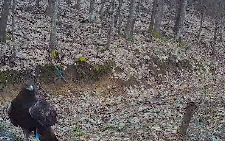 Найсильніший птах України похвалився кільцем на нозі: що це значить