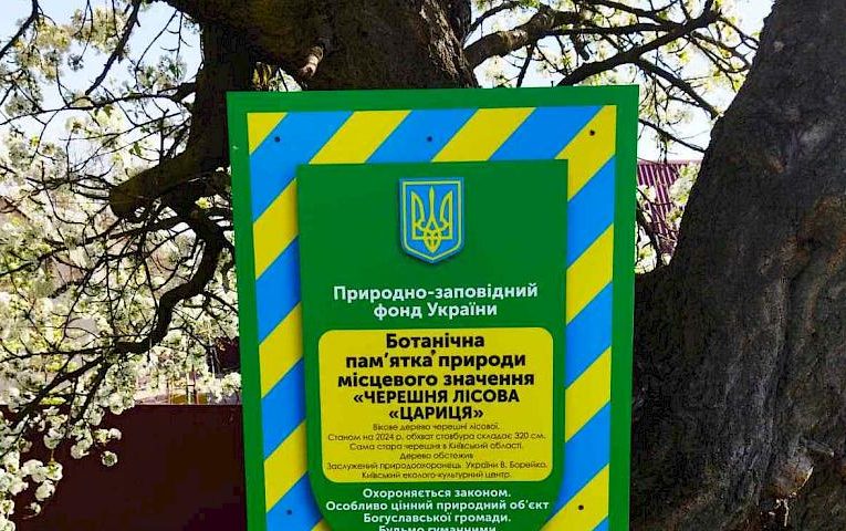 Біля сторічної черешні на Обухівщині встановили охоронний знак (фото)