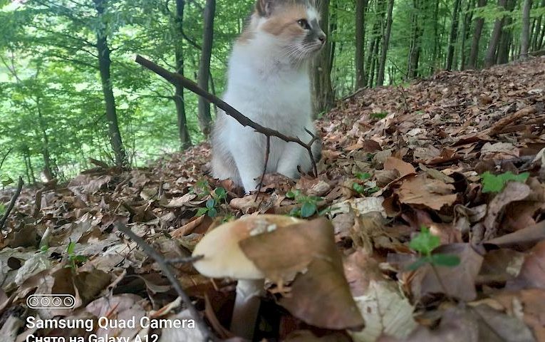 Кота-“грибника” помітили за “тихим полюванням” у лісі