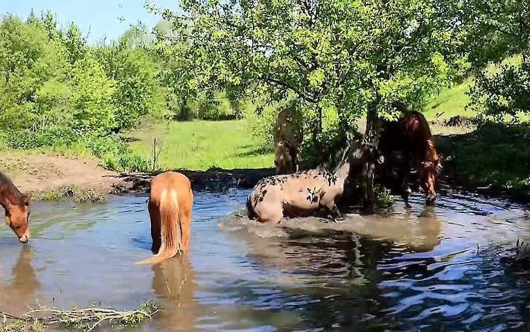 Водні процедури найрідкісніших коней України потрапили до мережі