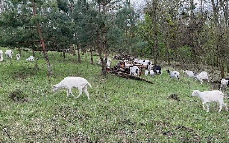 На Обухівщині стартував дуже неоднозначний проєкт з відновлення біорізноманіття