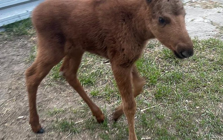 З Чорнобиля вивезли лосеня, мама котрого наступила на міну: пробують врятувати