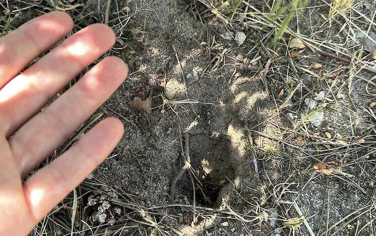 Хто в нірці живе: можливо, це “бандеро-миші”