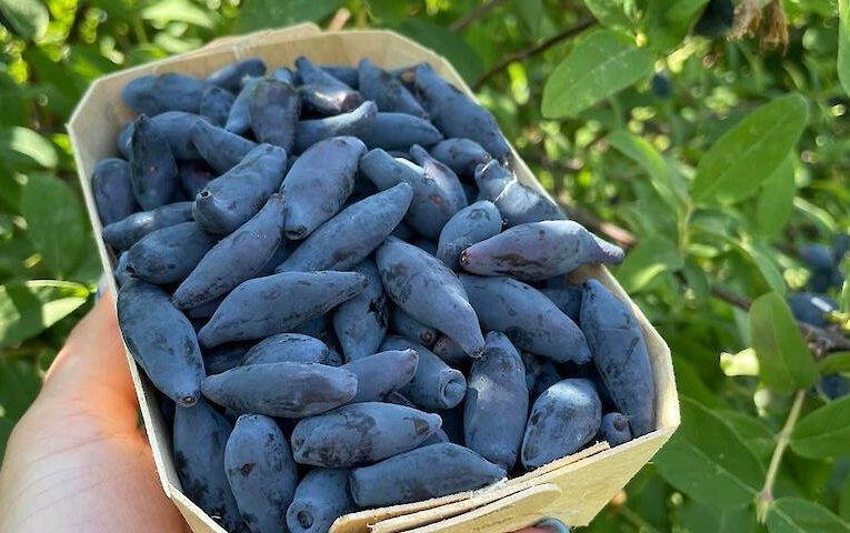Фруктовий розсадник на Обухівщині запрошує гостей придбати жимолость