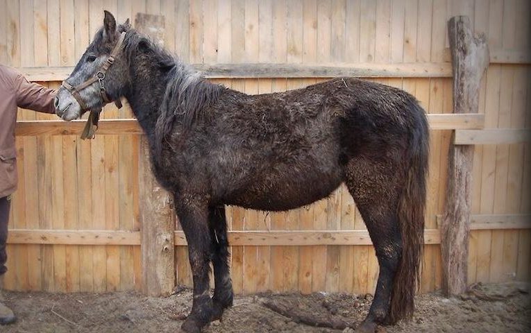 Чому наші аборигенні коні спокійні: версія ентузіастів з Обухівщини