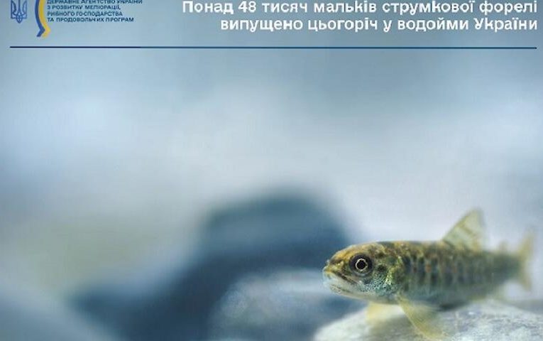 В українські річки випустили малька зникаючого аборигенного виду