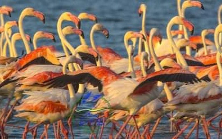 Фламінго знову обирають Україну для гніздування: 1500 птахів вже прилетіли