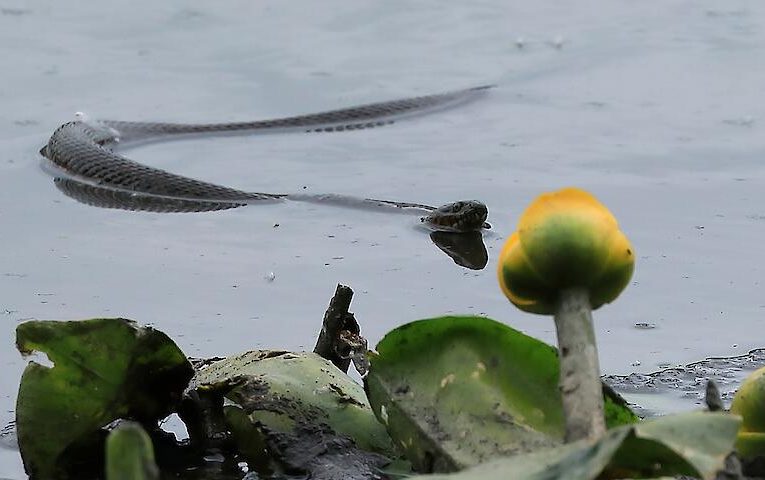 “Майже анаконда”: на легендарному українському острові помітили “водяного монстра”