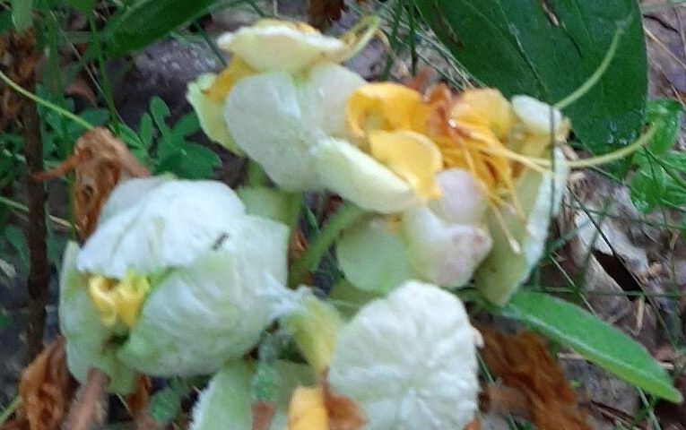 “Білі зірки” на кущах у лісі: що це за паразит і ким він живиться