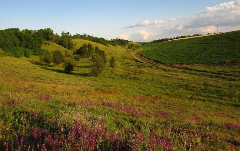 “Денисенків яр”: оаза дикої природи на Обухівщині