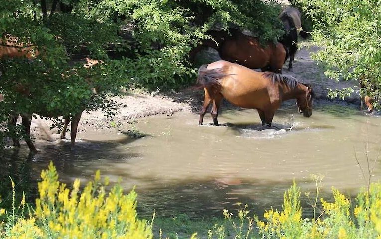 Унікальні українські коні люблять суниці: що це за порода