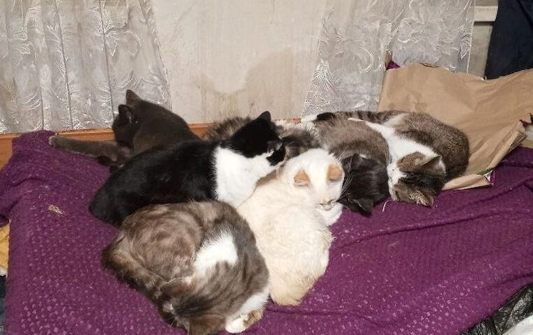 Притулок для тварин в Обухові потребує допомоги