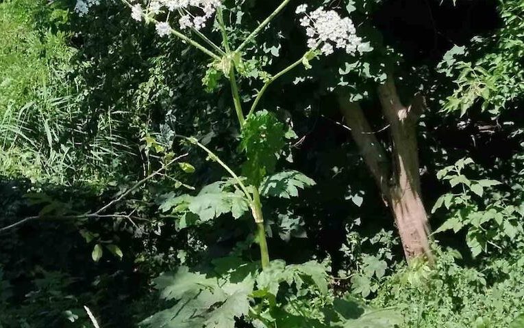 Ця рослина – серйозна екологічна загроза природі Київщини