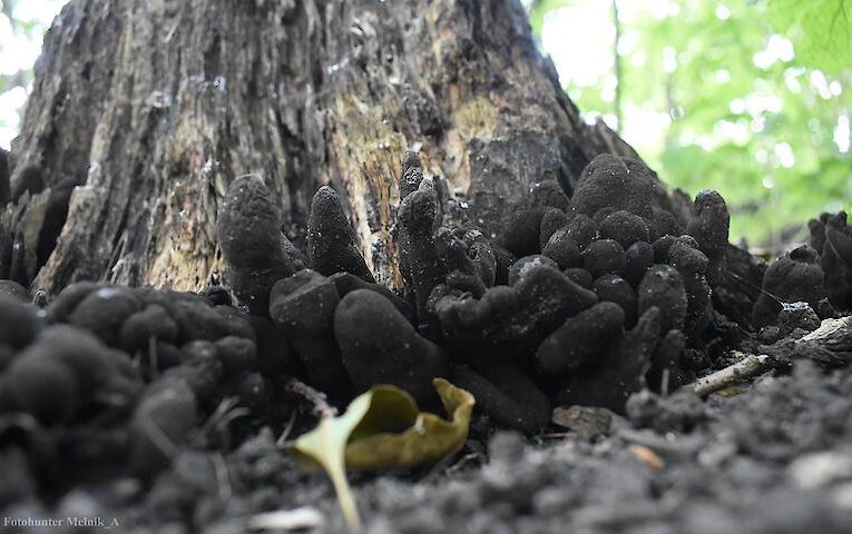 Наймоторошніший гриб українських лісів вважають їжею вампірів: що це за вид