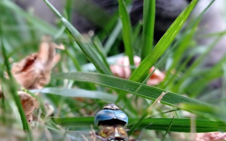 Одну з найшвидших хижих комах помітили на Обухівщині: втекти майже неможливо