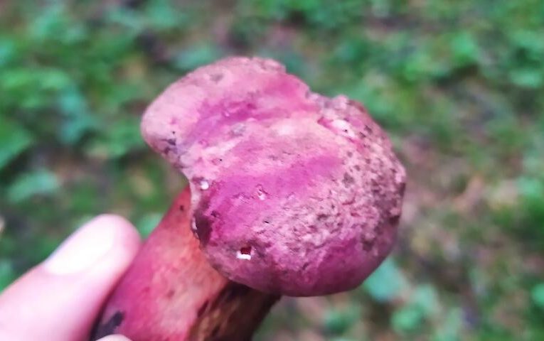 В українських лісах росте рідкісний гриб-“хамелеон”: може міняти колір