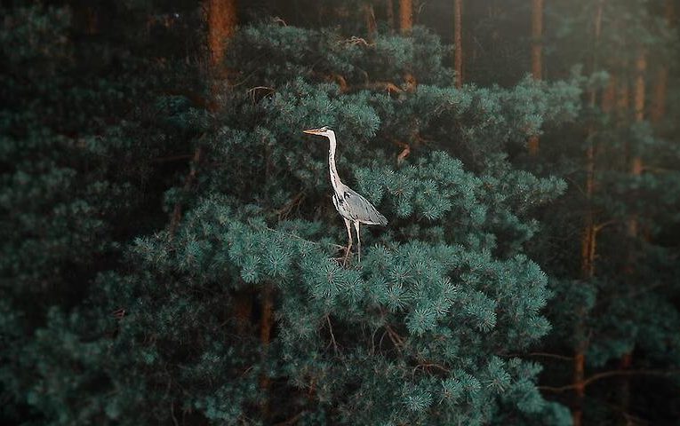 Фантастичне фото чаплі на соснах зробили з дрона