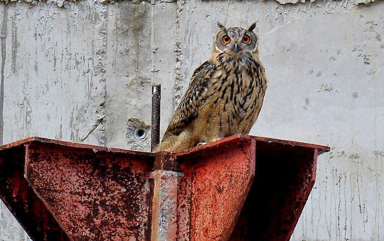 В чорнобильській градирні помітили дуже цікавого мешканця