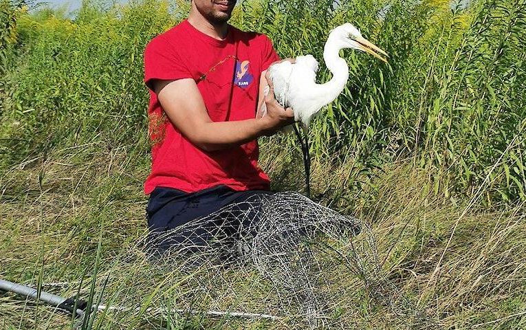З села біля Обухова евакуювали поранених чайку і лелеку