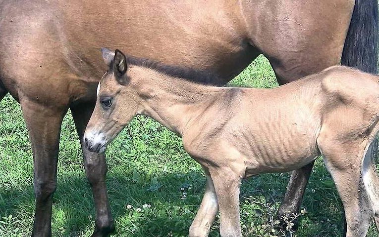 На ранчо біля Ржищева народилося лоша вимираючої породи коней