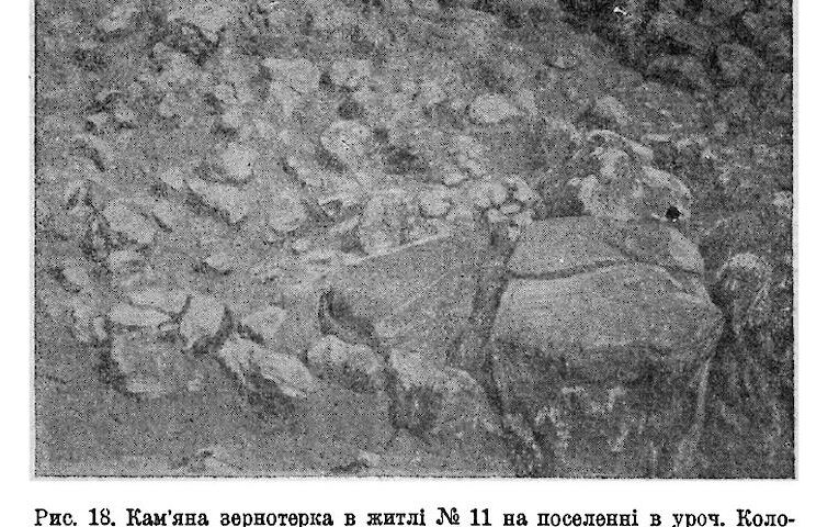 Які рослини збирали і культивували трипільці на Обухівщині: жолуді теж