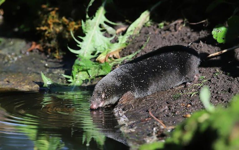 Рідкісне і нехарактерне явище: помічено крота, котрий пив воду прямо із водойми