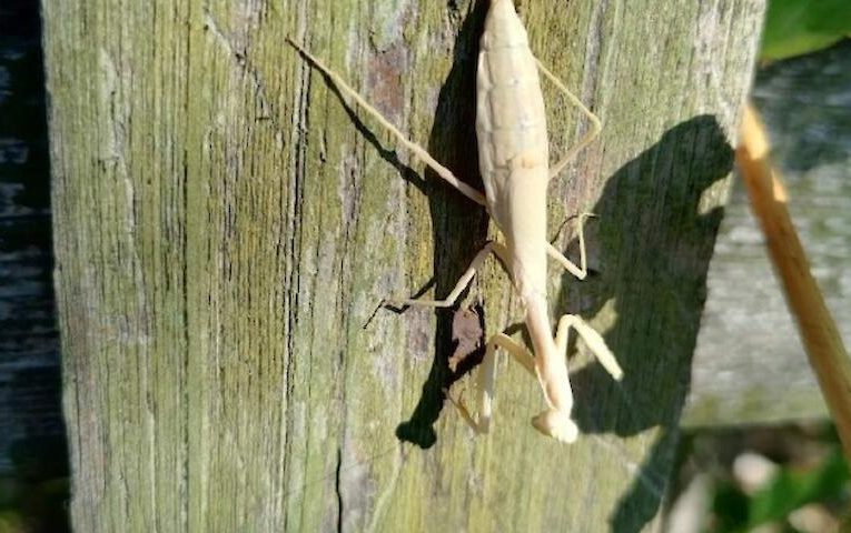 Мутант, альбінос чи линяє: помічено абсолютно білого богомола