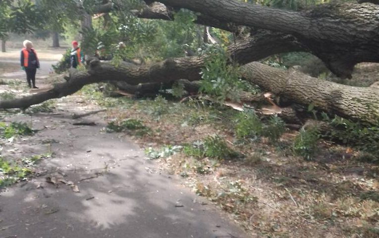 У Кагарлику вітер упокоїв два столітні дуби