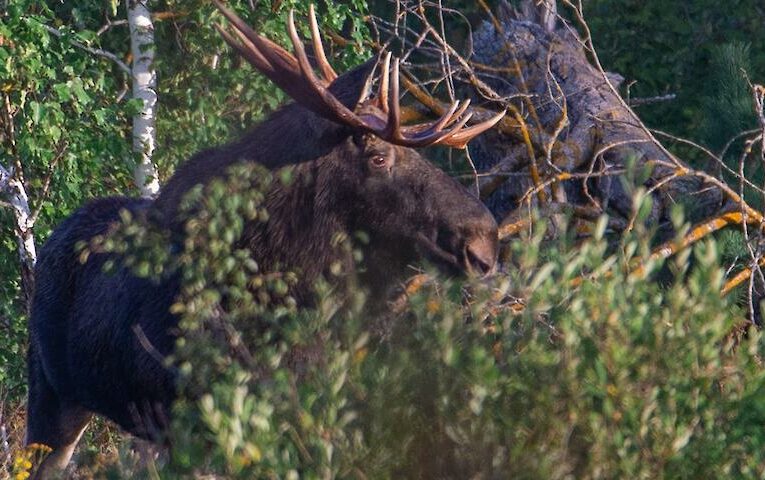 Чорнобильські лосі не пасуть задніх