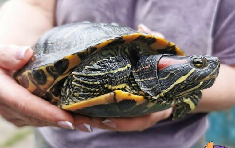 Візьміть черепаху на зиму – це корисно для карми
