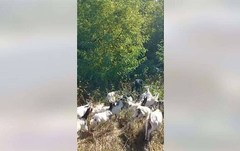 Осінній випас на гілках:  біля Ржищева розвивають інноваційний підхід до харчування кіз