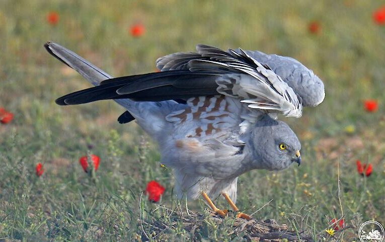 Чому лунь лучний зникає з лугів Київської області