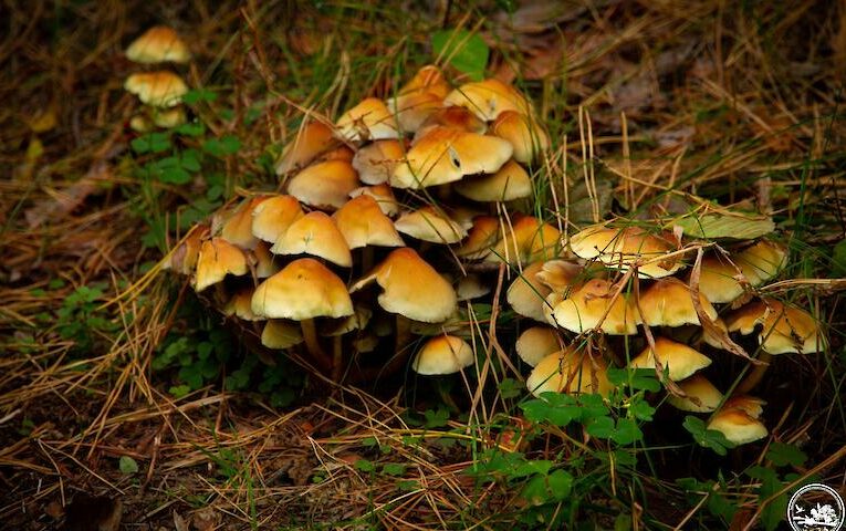 Пов’язані з потойбіччям гриби-“вартові могил”ростуть у чорнобильських лісах