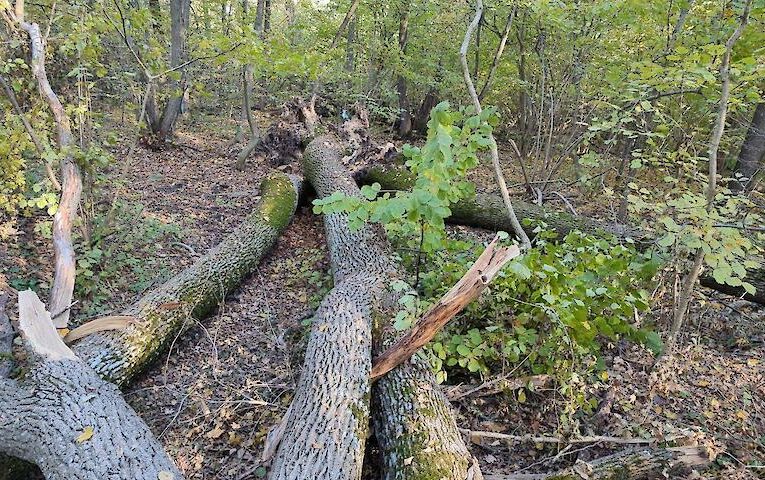 Куди зникають комахи взимку: Голосіївський парк відкриває секрети зимових сховок