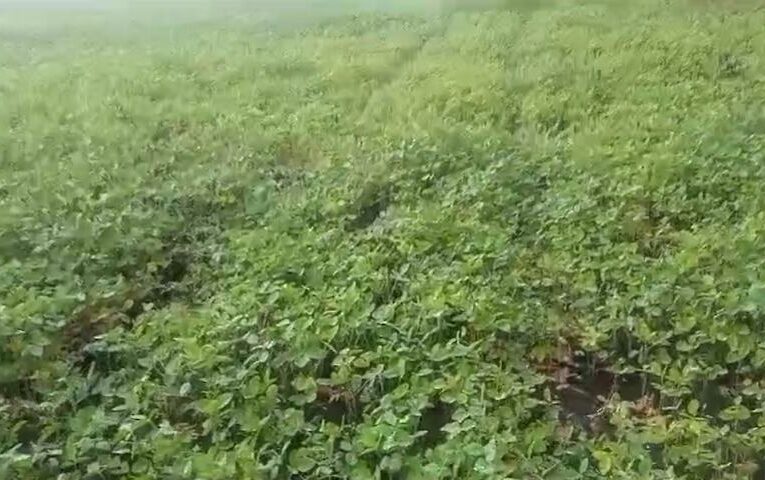У  національному парку на Київщині незаконно вирощують сою